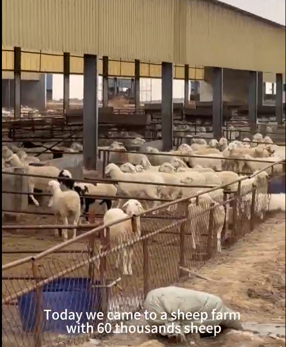 TaiziKang and Neomycin Sulfate solution for sheep